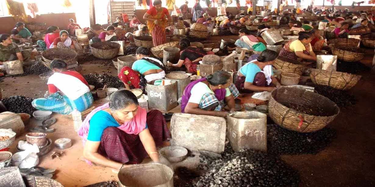 cashew shelling workers