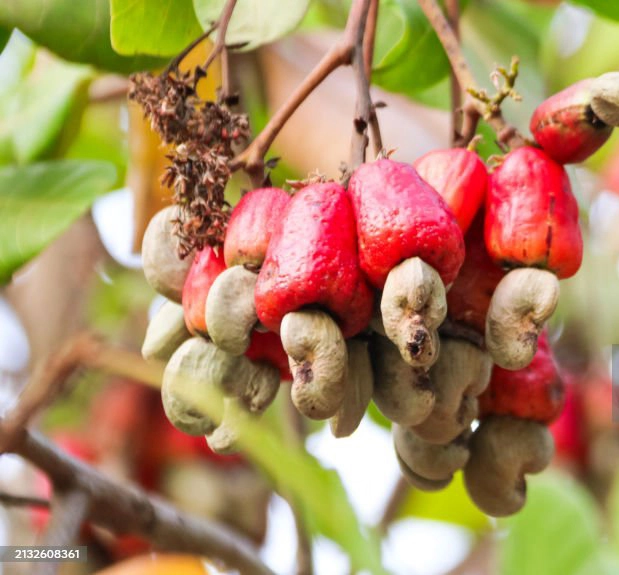 cashew fruit