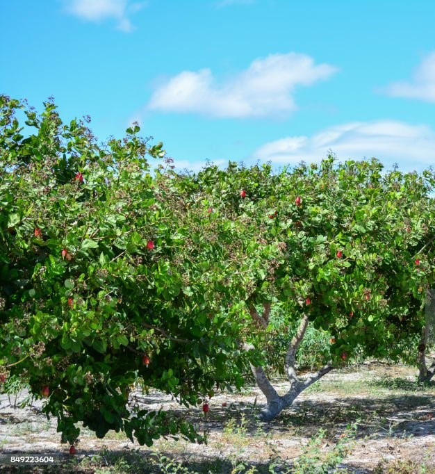 cashew tree in farm